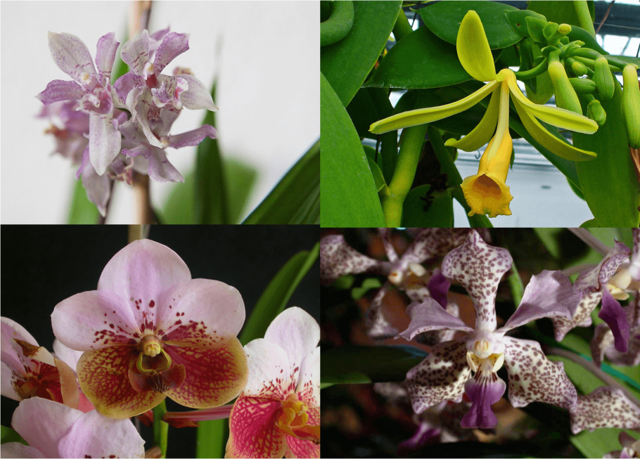 Амариллис Самба