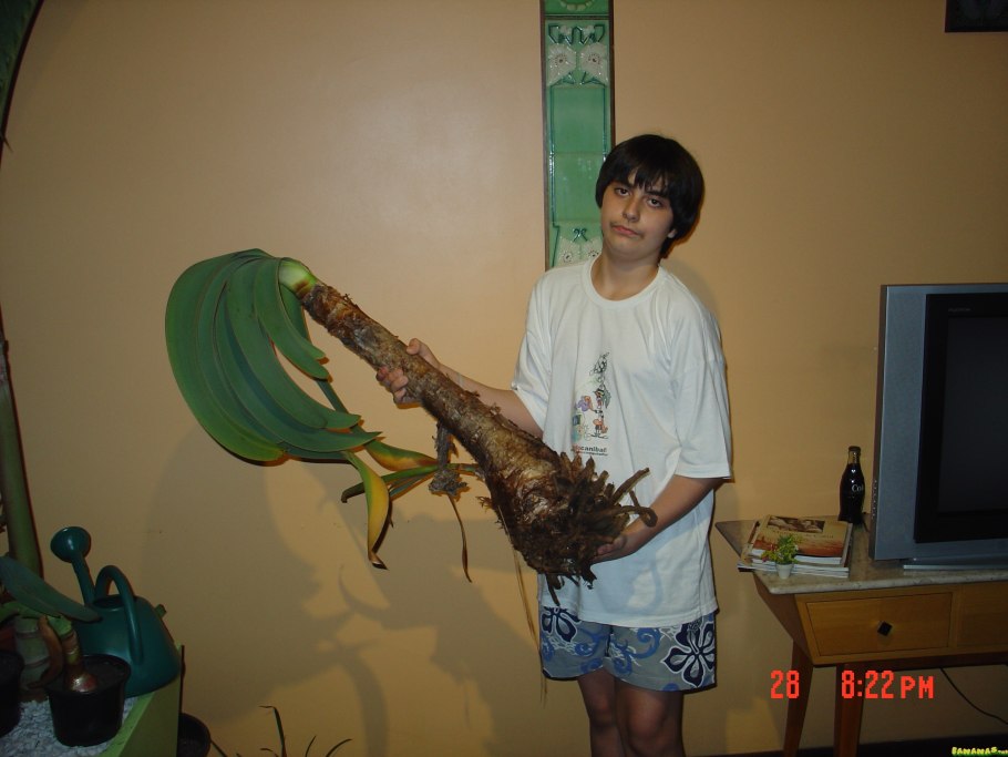 Фотография проростка агапантуса подписи ботаника