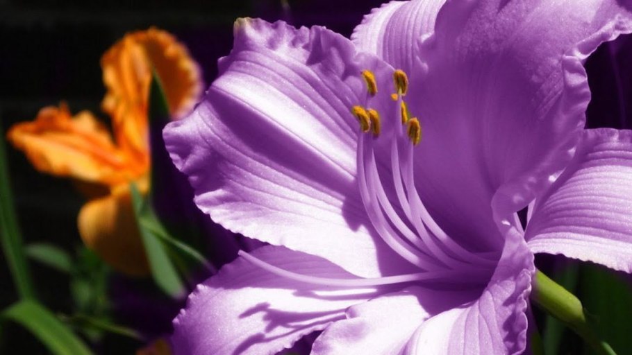 Лилия эухарис