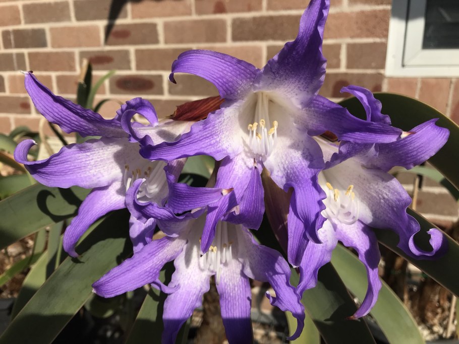 Ворслея цветок