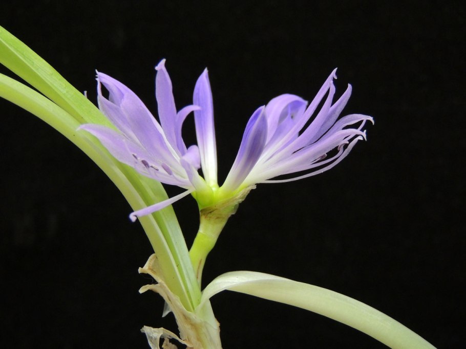 Griffinia espiritensis