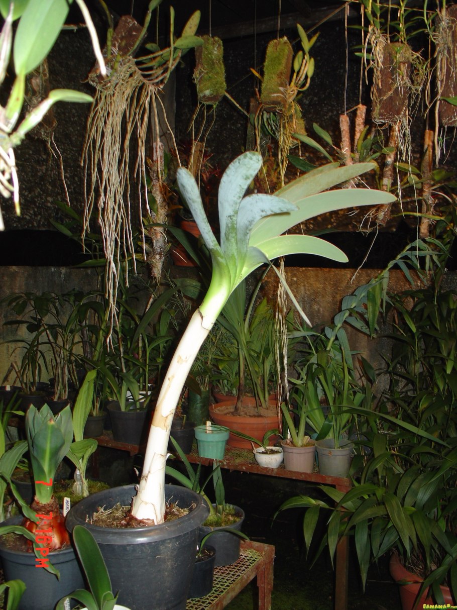 Семена ворслеи