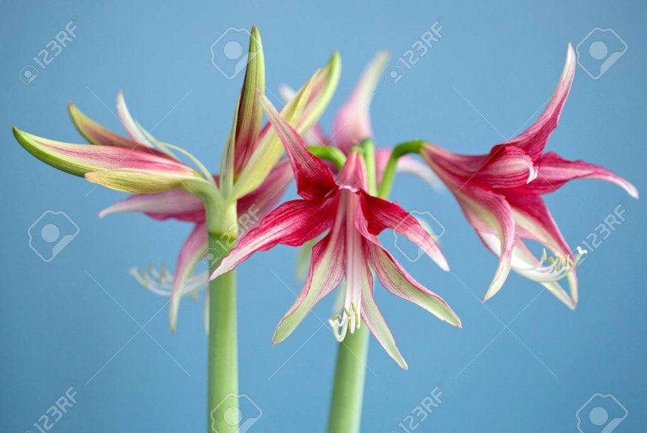 Цветок похожий на лилию