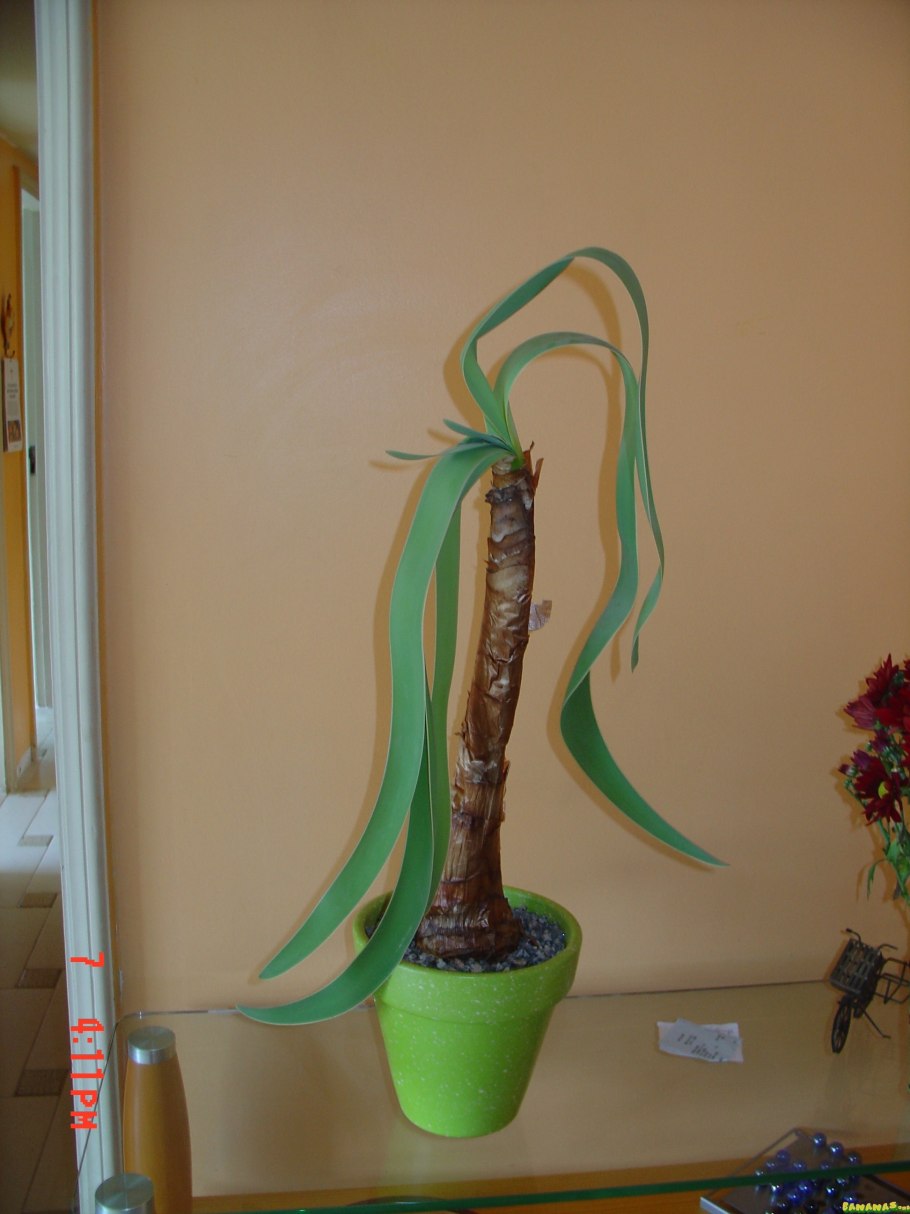 Амариллис синий