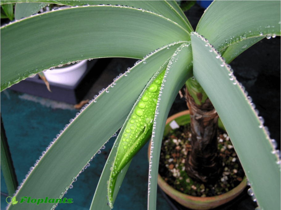 Сибистр Кито гиппеаструм