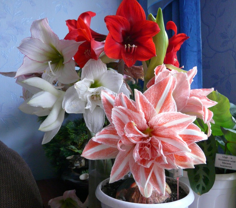 Дождевая Лилия зефирантес