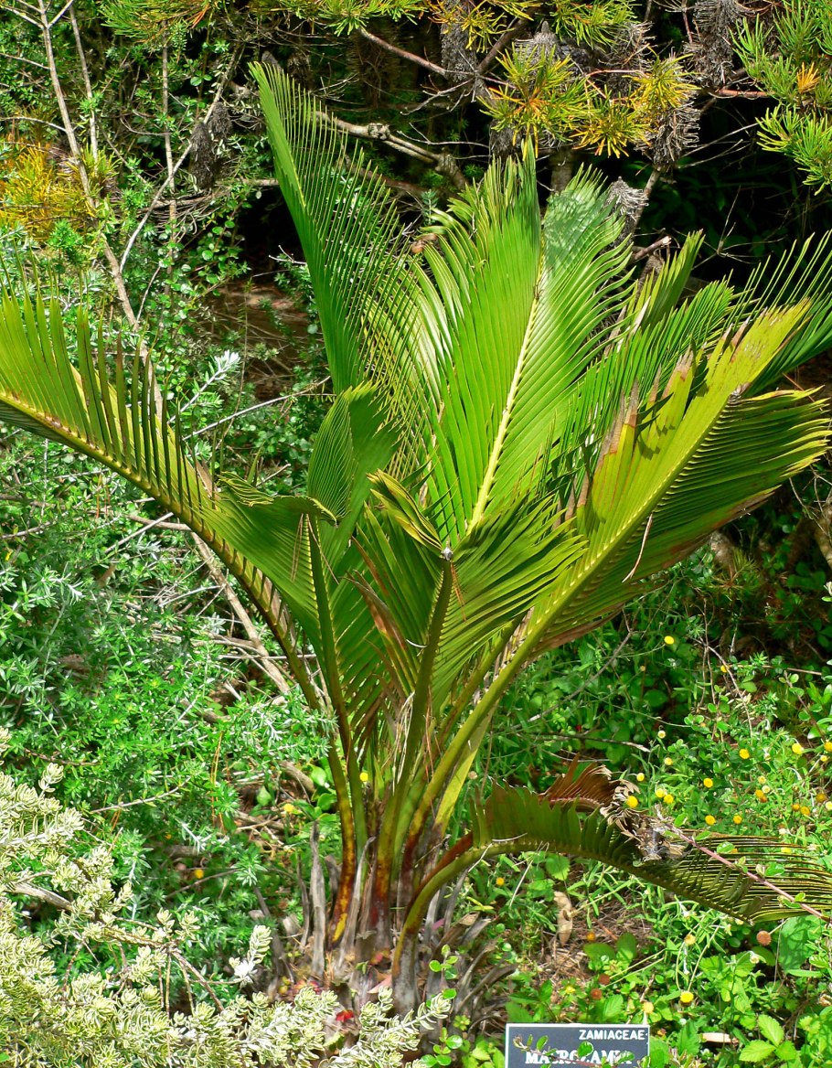 Macrozamia