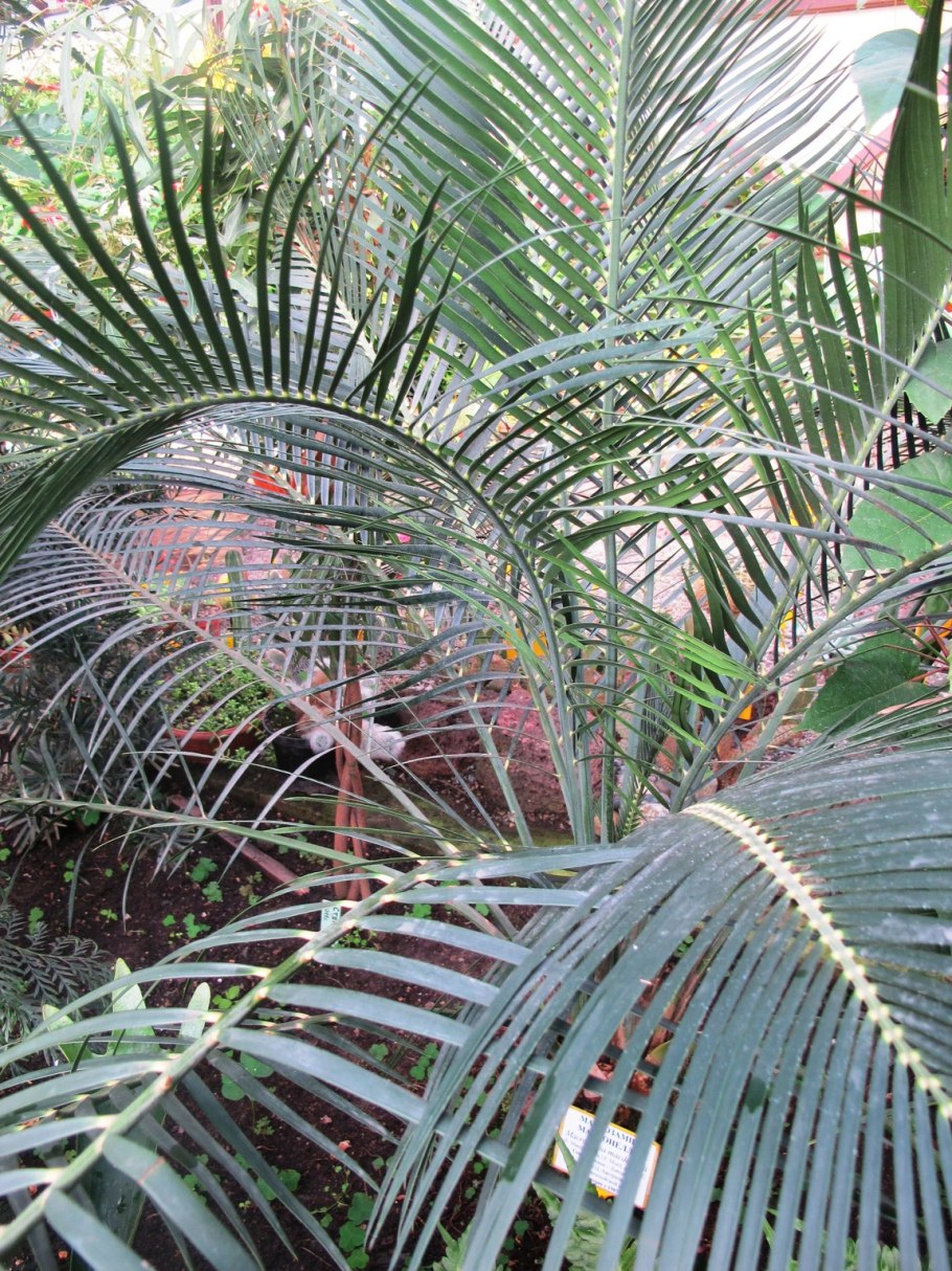 Шишки энцефаляртоса Гильдебранта