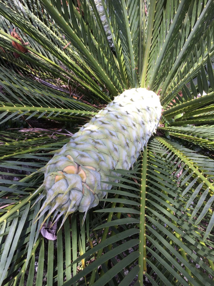 Макрозамия (саговник)