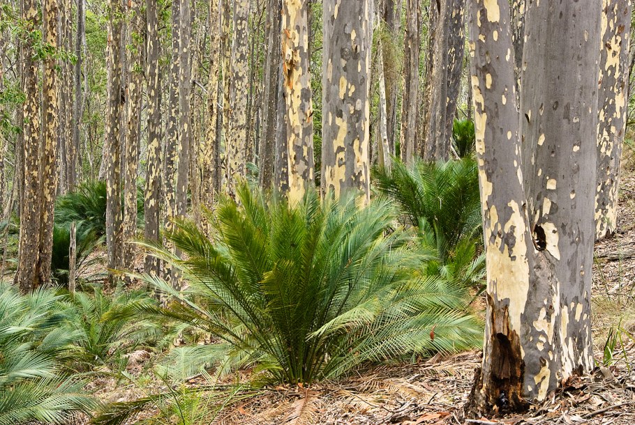 Макрозамия обыкновенная