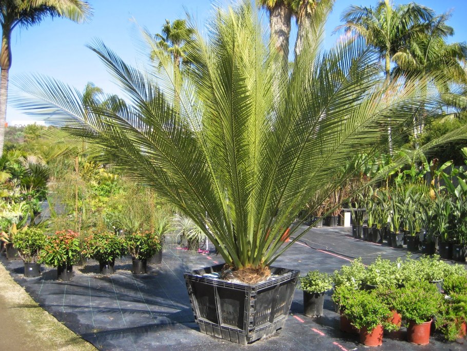 Macrozamia communis