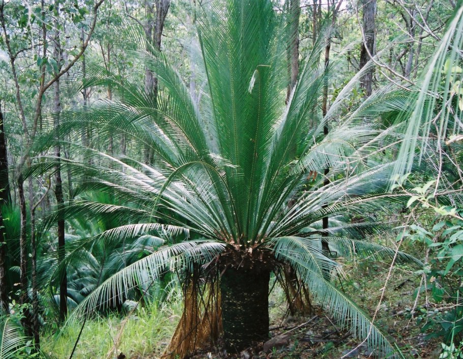 Макрозамия спиральная