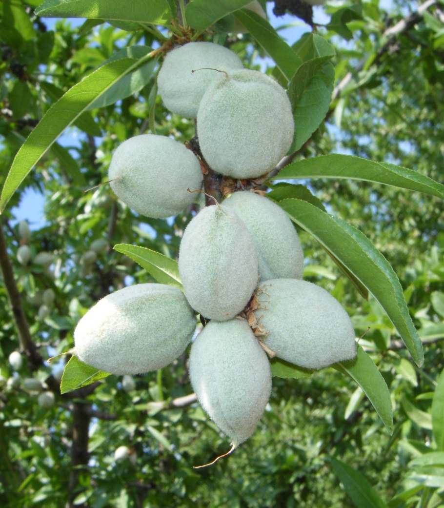 Миндаль черешковый