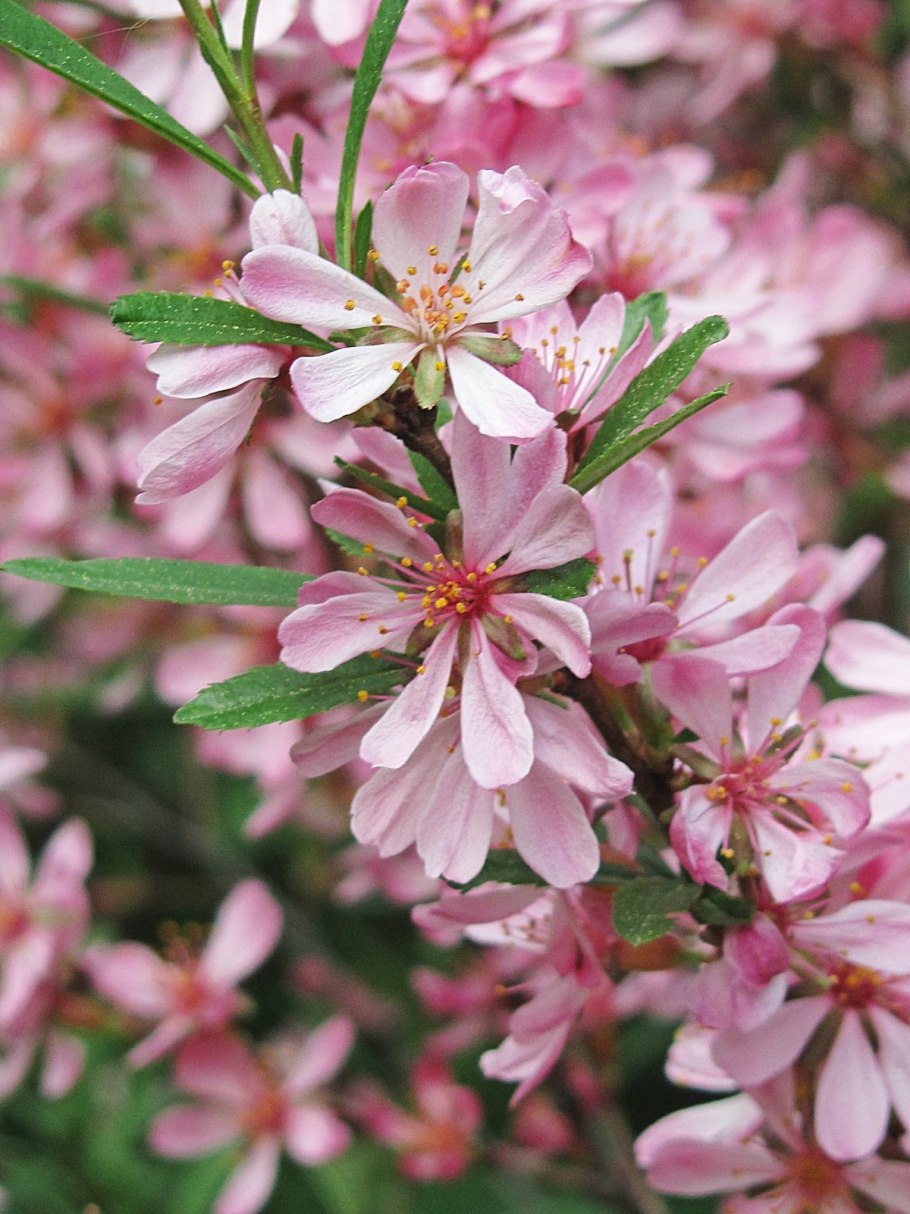 Миндаль дерево цветет