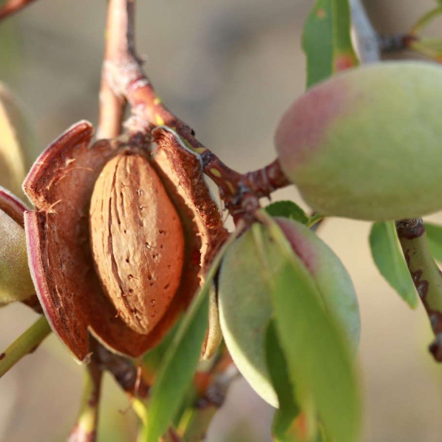 Миндаль обыкновенный плод