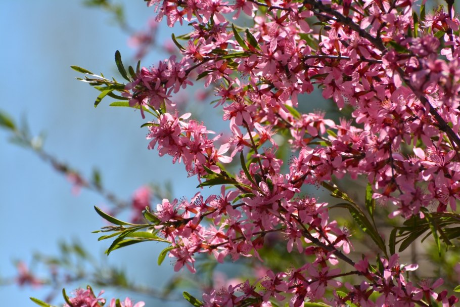 Миндаль степной бобовник