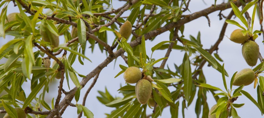 Миндаль обыкновенный дерево