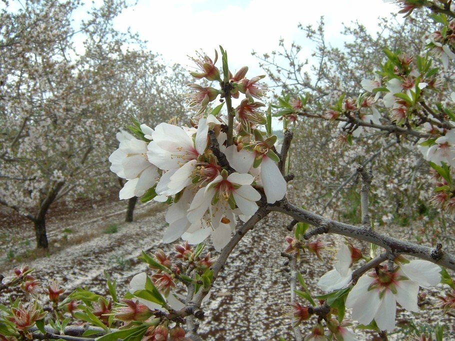 Цветение миндаля
