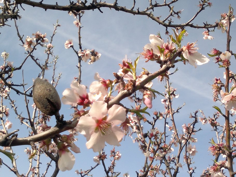 Авелланский орех