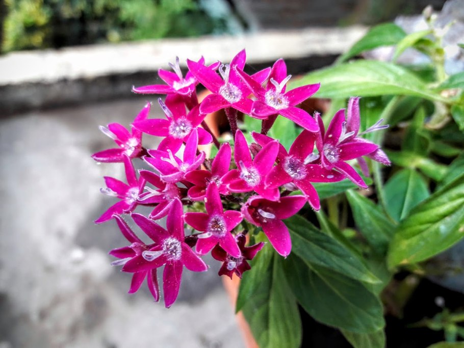 Пентас ланцетовидный (Pentas lanceolata)