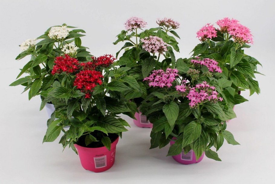 Пентас цветок