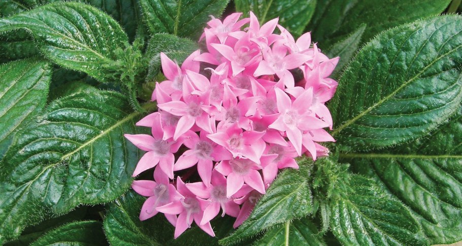 Пентас ланцетовидный