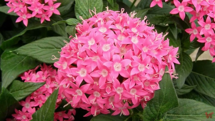 Цветок Пентас Египетская звезда