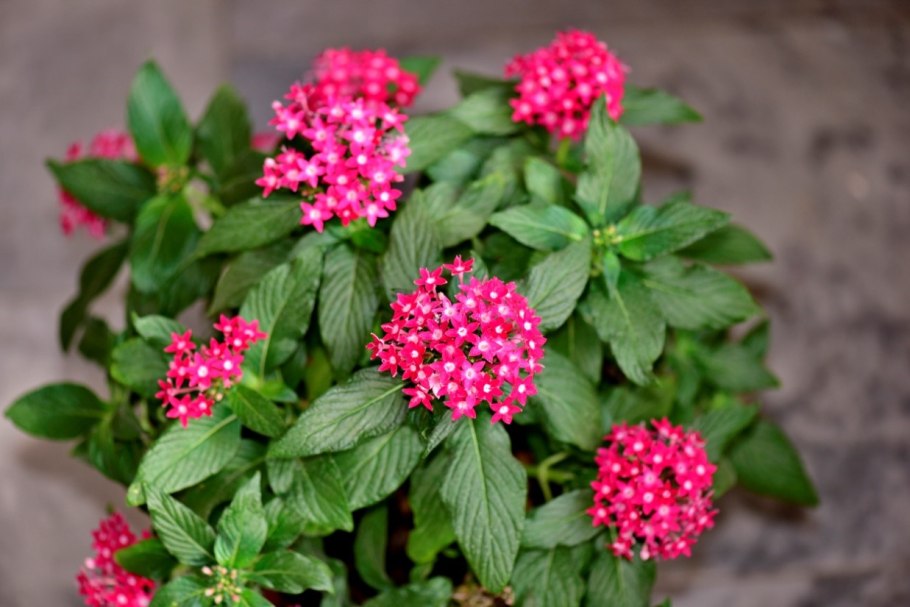 Египетская цветок звезда цветок