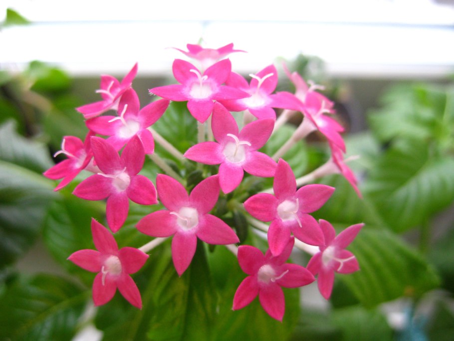 Пентас Хоней кластер f1