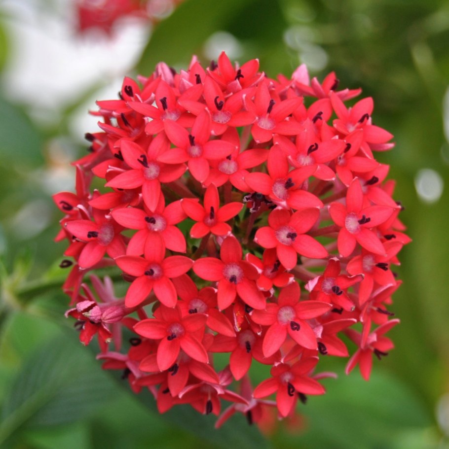 Садовое растение Пентаса