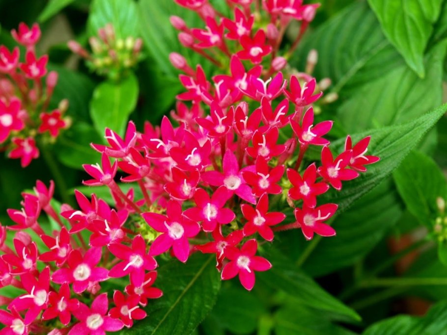 Пентас ланцетовидный микс