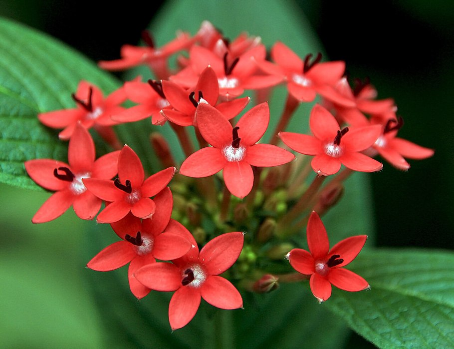 Пентас красный