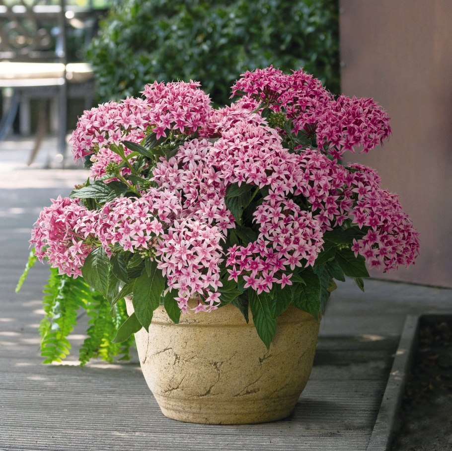 Пентас ланцетовидный (Pentas lanceolata) "Graffiti"