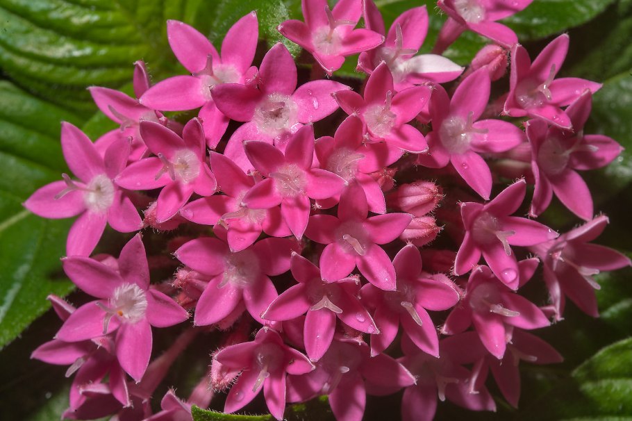 Пентас ланцетовидный