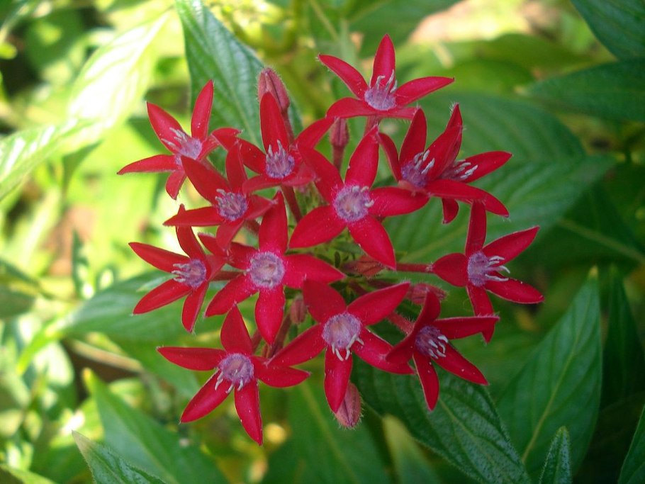 Пентас ланцетовидный (Pentas lanceolata)
