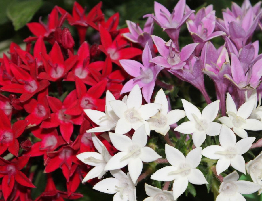 Пентас лаки Стар Виолет