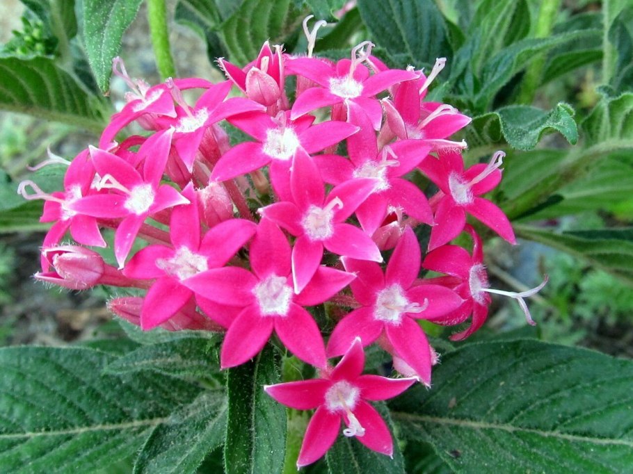 Пентас ланцетовидный (Pentas lanceolata)