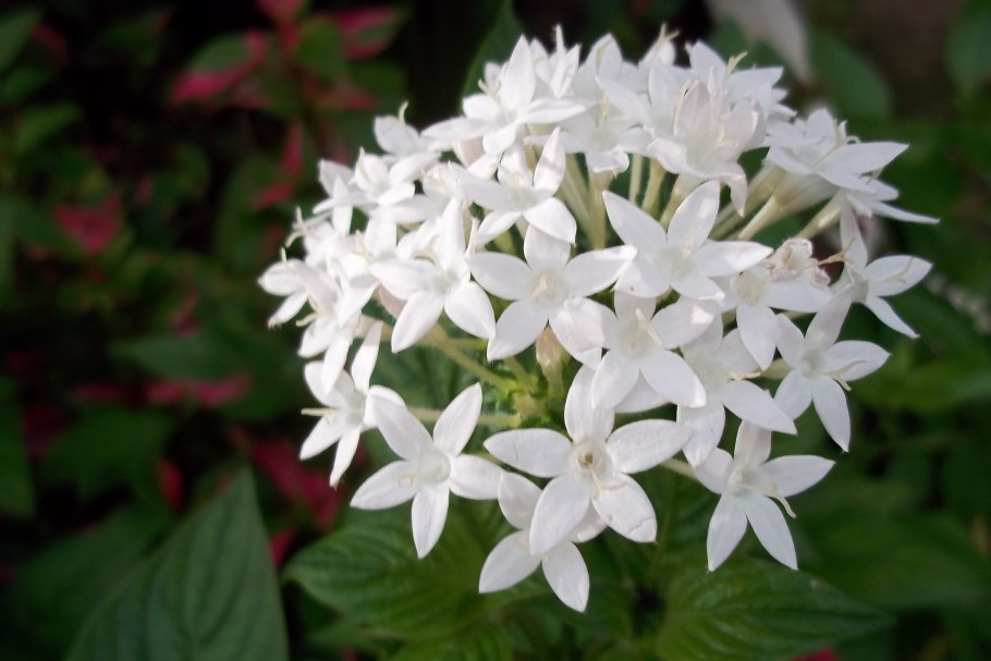 Пентас ланцетовидный (Pentas lanceolata)