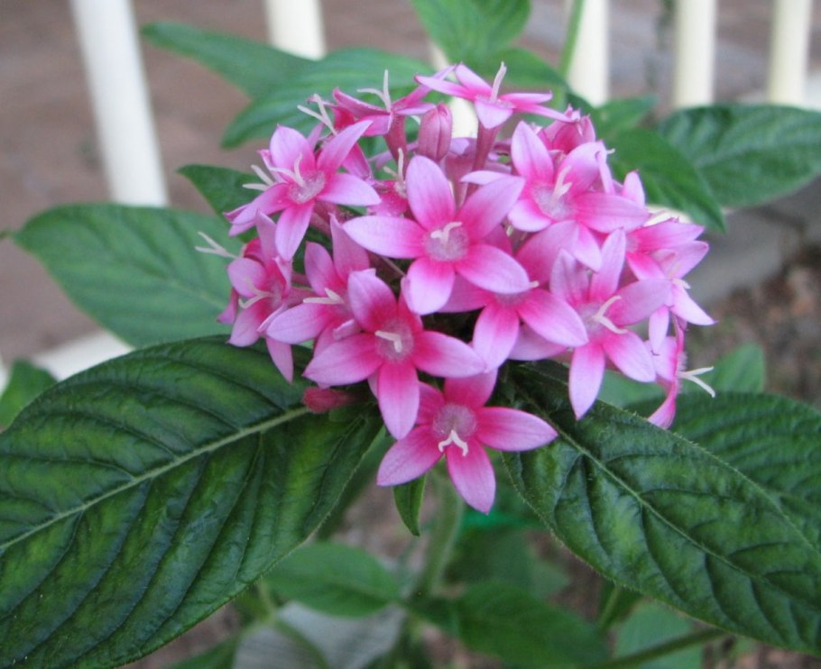 Пентас лаки Стар