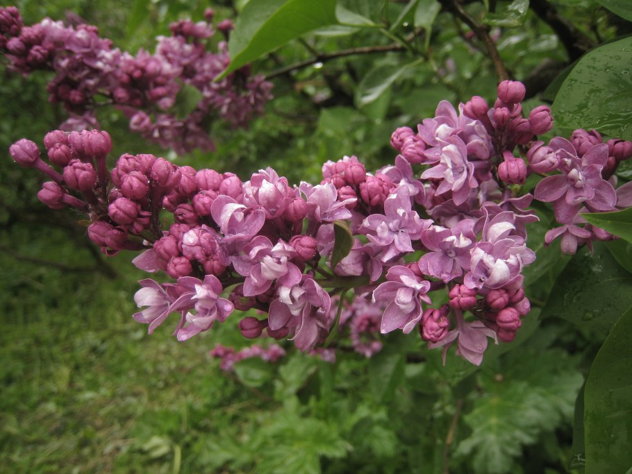 Сирень Звягинцева