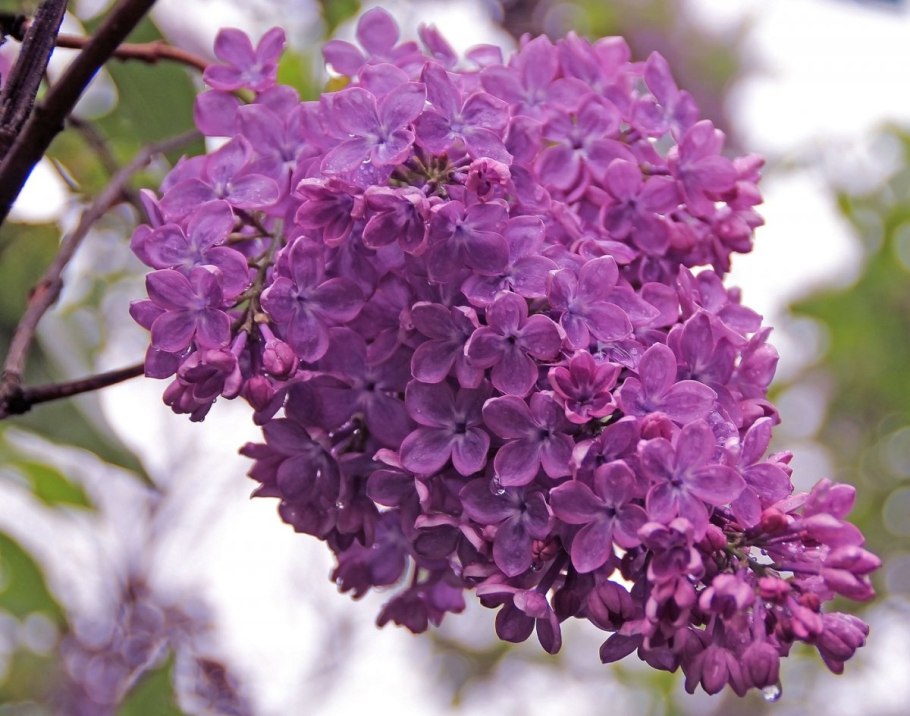 Сирень мохнатая Syringa villosa