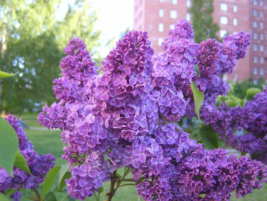 Сирень мохнатая Syringa villosa