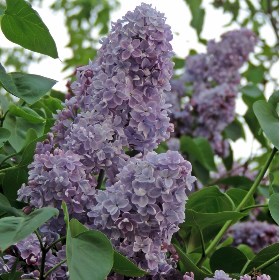 Сирень Звегинцева (Syringa sweginzowii)