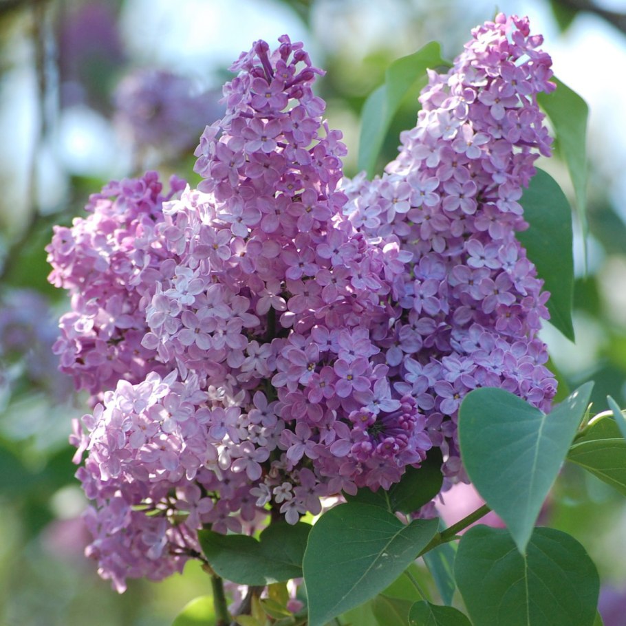 Сирень обыкновенная Primrose