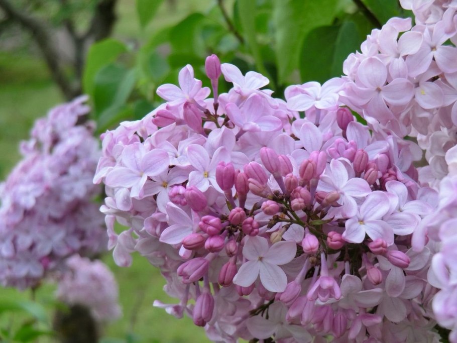 Катерина хаймвеер сирень