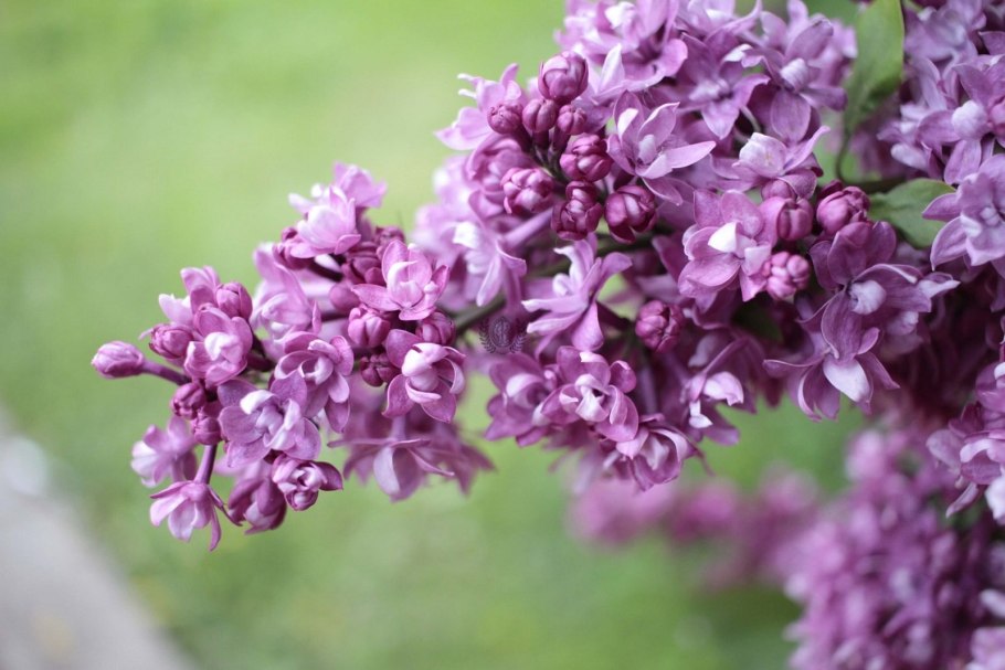 Кустарниковая сирень