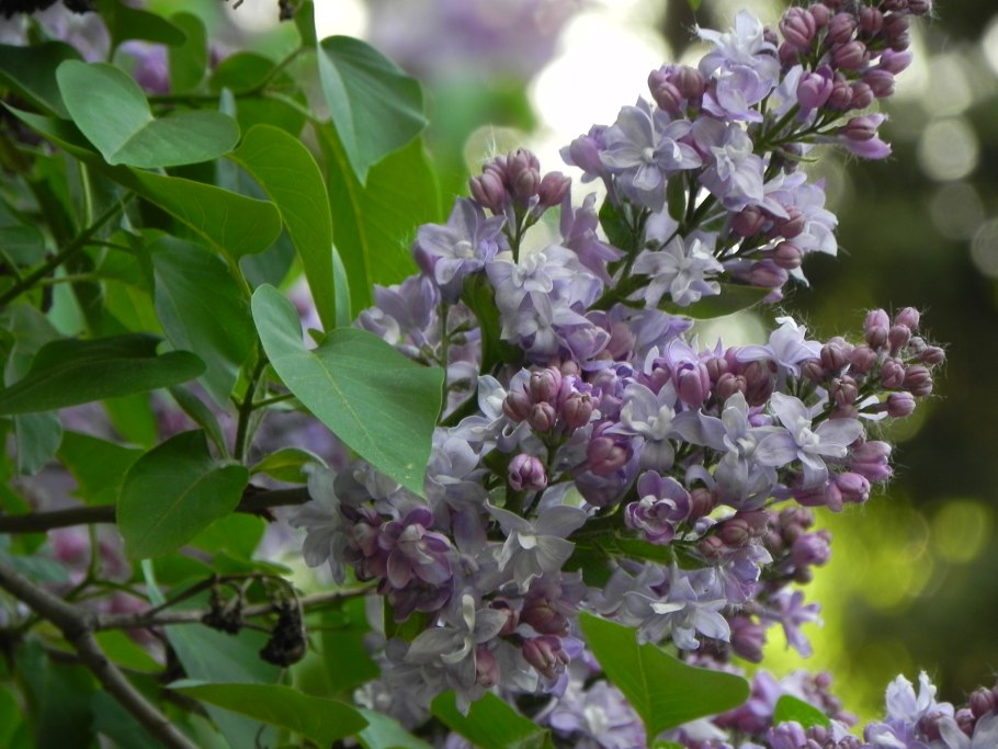 Сирень волосистая