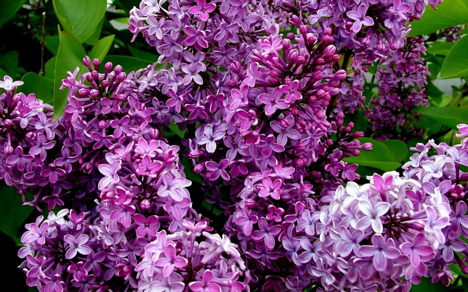 Сирень раскидистая Miss Kim