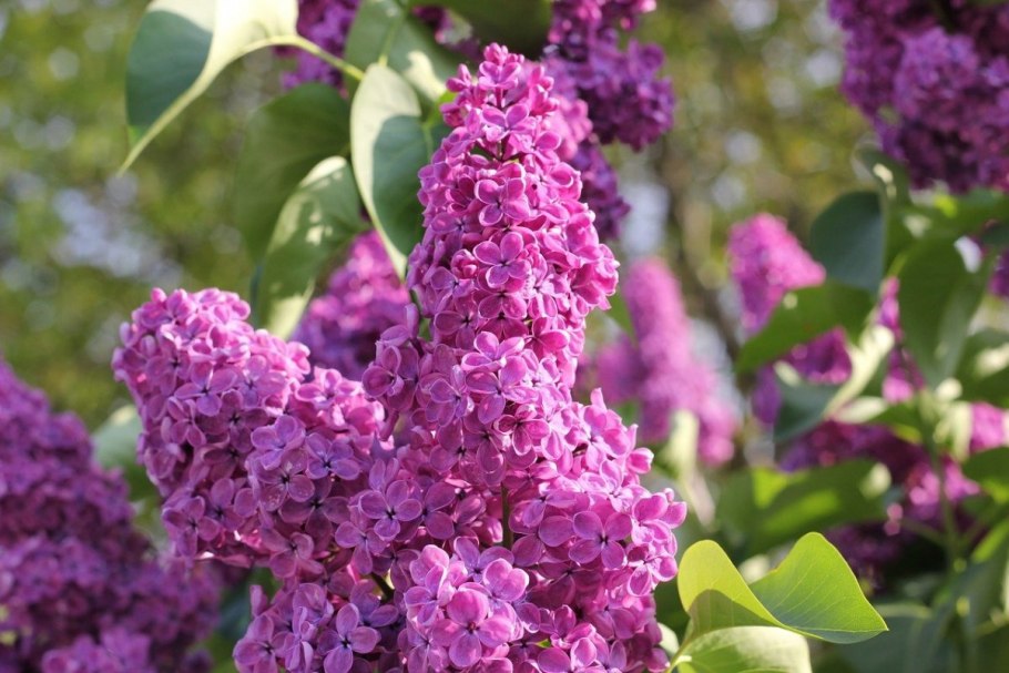 Syringa vulgaris сирень