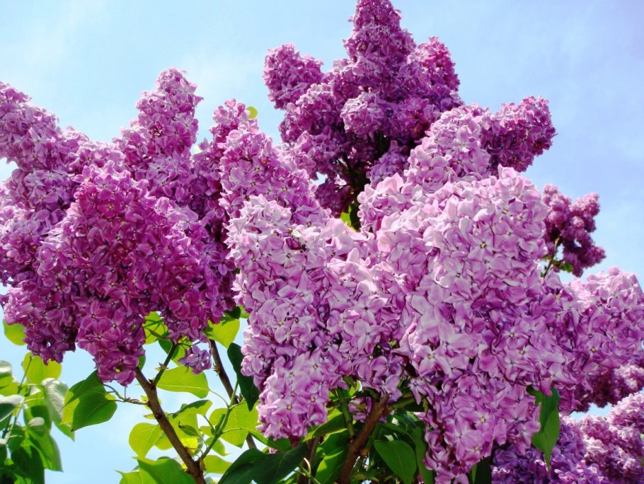 Сирень генерал Першинг